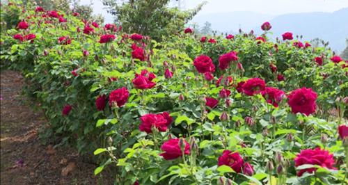 图片5.jpg 图片5.jpg